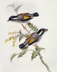 Weißbrauenwürger (Pteruthius flaviscapis), Gravur