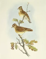 Heidelerche (Lullula arborea), Gravur von John Gould
