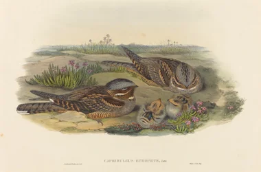Caprimulgus europaeus (Ziegenmelker)
