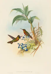 Clytolaema aurescens (Banded Ruby oder Gould