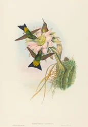 Eriocnemis vestitus (Glühender Puff-Leg)