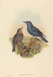 Petrocossyphus cyanus (Blausteindrossel)