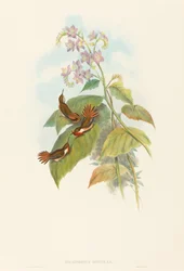 Selashorus scintilla (Funkelnder Kolibri)