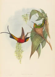 Topaza pyra (Feen-Topas)