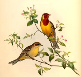 Rotkopfammer Emberiza bruniceps Brandt