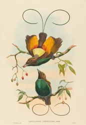 Diphyllodes chrysoptera (Prächtiger Paradiesvogel)