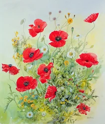 Mohnblumen und Hundskamille