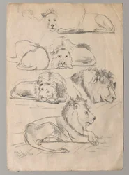 Studien von Löwen