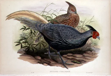 Euplocamus Lineatus, graviert von T. Walter, London, veröffentlicht zwischen 1850-83 (handkolorierte Lithografie)