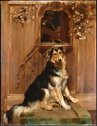 Ein Hund und ein Spiegel