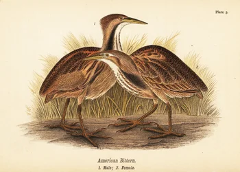 Amerikanische Rohrdommel, Botaurus lentiginosus, Männchen 1, Weibchen 2