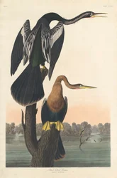 Schwarzbauch-Schlangenhalsvogel