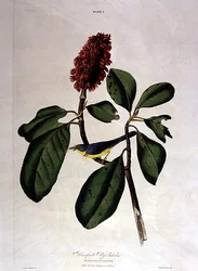 Bonaparte Fliegenfänger, aus 