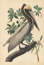 Brauner Pelikan
