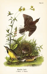 Östliche Wiesenlerche, Sturnella magna