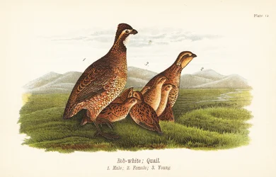 Virginiawachtel, Colinus virginianus