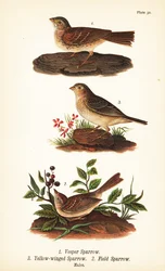 Vesperammer, Pooecetes gramineus 1, Heuschreckenammer, Ammodramus savannarum 2 und Feldsperling, Spizella pusilla 3