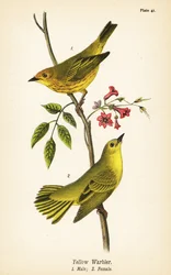 Gelbwaldsänger, Setophaga petechia, Männchen 1, Weibchen 2