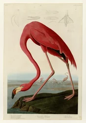 Amerikanischer Flamingo