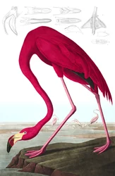 Amerikanischer Flamingo, Phoenicopterus Ruber, aus "Die Vögel Amerikas" von John J. Audubon, veröffentlicht 1827-38 (handkolorierte Gravur)