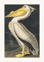 Amerikanischer Weißpelikan aus Birds of America (1827)
