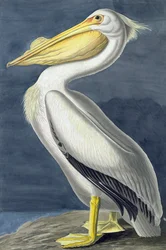 Amerikanischer Weißer Pelikan, Pelecanus Erythrorhynchos, aus "The Birds of America" von John J. Audubon, veröffentlicht 1827-38