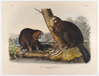 Amerikanischer Biber, 1844