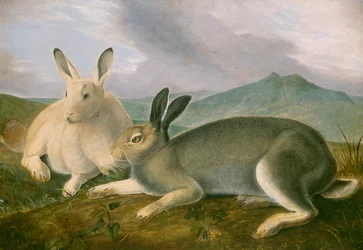 Arktischer Hase, ca. 1841