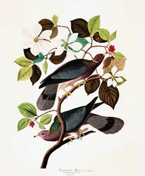 Bandtaube, Columba Fasciata, aus 