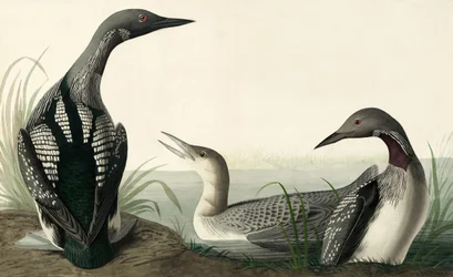 Prachttaucher, Colymbus Arcticus, aus "Die Vögel Amerikas" von John J. Audubon, veröffentlicht 1827-38