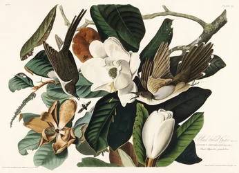 Schwarzschnabelkuckuck aus Birds of America (1827)