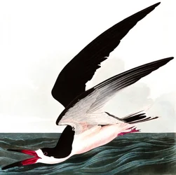 Schwarzer Scherenschnabel oder Sturmtaucher, Rhincops Nigra, aus „Die Vögel Amerikas“ von John J. Audubon, veröffentlicht 1827-38