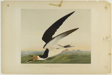 Schwarzer Scherenschnabel oder Sturmtaucher, gedruckt von Julien Bien und veröffentlicht von Roe Lockwood & Son, 1861