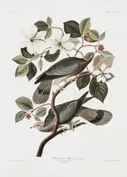 Brandtaube aus Birds of America (1827)