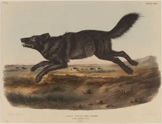 Canis lupus (Schwarzer amerikanischer Wolf)