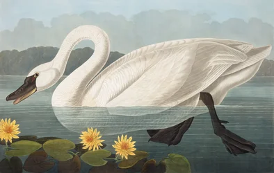 Amerikanischer Schwan, Cygnus Americanus, aus "Die Vögel Amerikas" von John J. Audubon, veröffentlicht 1827-38