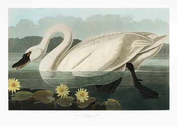 Amerikanischer Schwan aus Birds of America (1827)