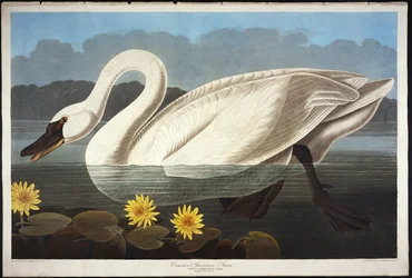 Gewöhnlicher amerikanischer Schwan. Pfeifschwan
