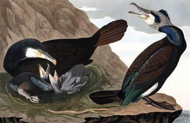 Gemeiner Kormoran, Phalacrocorax Carbo, aus „Die Vögel Amerikas“ von John J. Audubon, veröffentlicht 1827-38 (handkolorierte Gravur)