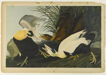 Eiderente, gedruckt von Julien Bien und veröffentlicht von Roe Lockwood & Son, 1861