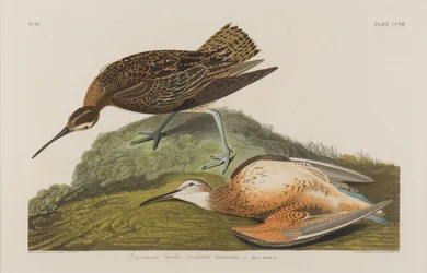 Eskimobrachvogel, 1834