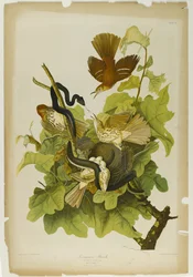 Rostfarbige Drossel, gedruckt von Julien Bien und veröffentlicht von Roe Lockwood & Son, 1861