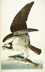 Fischadler, 1830