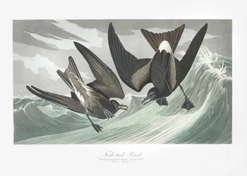 Gabelschwanz-Sturmschwalbe aus Birds of America (1827)