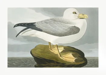 Sturmtaucher aus Birds of America (1827)
