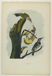 Goldflügel-Specht, gedruckt von Julien Bien und veröffentlicht von Roe Lockwood & Son, 1861