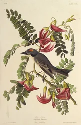 Grauer Tyrann. Aus Die Vögel Amerikas, 1827-1838