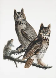 Virginia-Uhu aus Birds of America (1827)