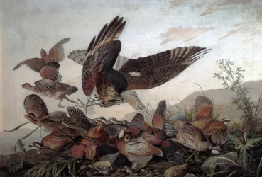Falken greifen Rebhühner an, 1826