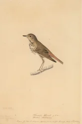 Einsiedlerdrossel, 1820